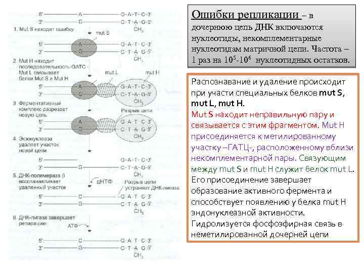 Ошибки репликации – в дочернюю цепь ДНК включаются нуклеотиды, некомплементарные нуклеотидам матричной цепи. Частота