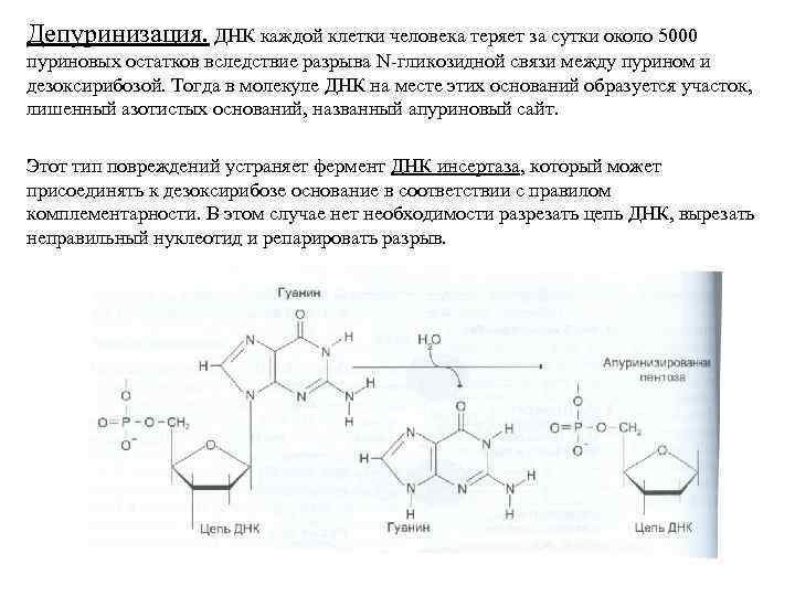 Схема получения нуклеотидов гуанина