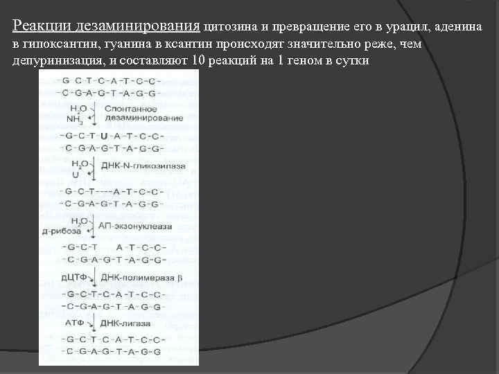 Реакции дезаминирования цитозина и превращение его в урацил, аденина в гипоксантин, гуанина в ксантин