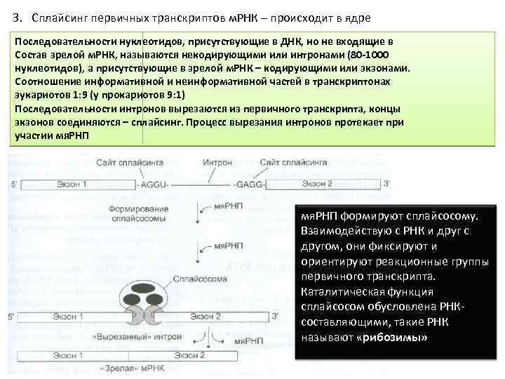 3. Сплайсинг первичных транскриптов м. РНК – происходит в ядре Последовательности нуклеотидов, присутствующие в