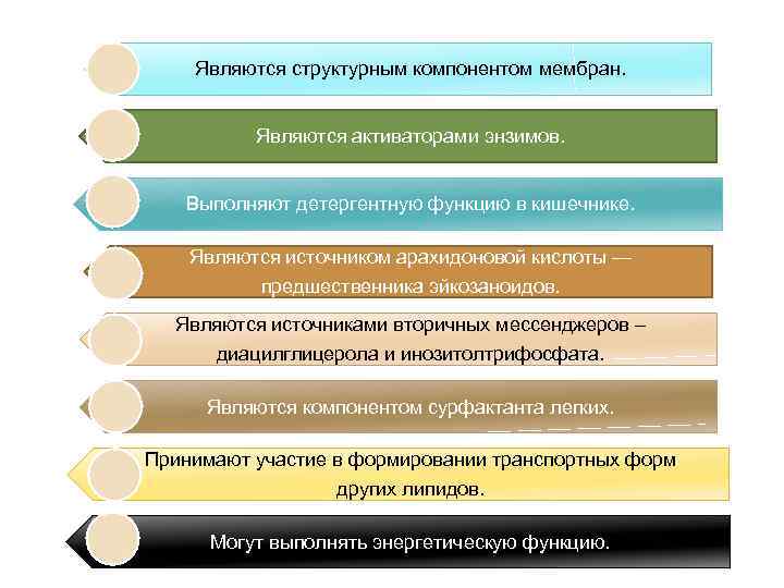 Являются структурным компонентом мембран. Являются активаторами энзимов. Выполняют детергентную функцию в кишечнике. Являются источником