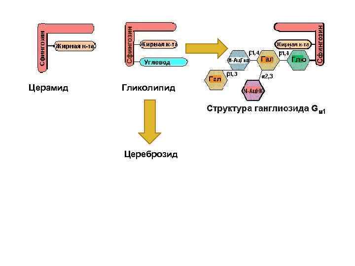 Церамид Гликолипид Цереброзид 