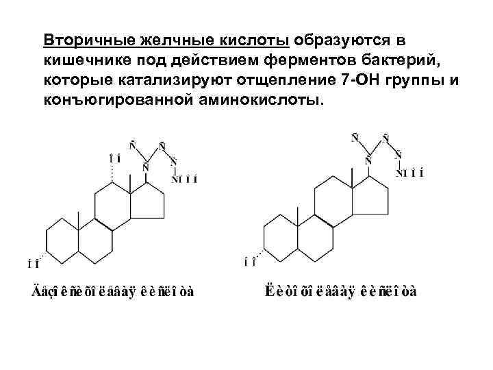 Вторичные желчные кислоты образуются в кишечнике под действием ферментов бактерий, которые катализируют отщепление 7