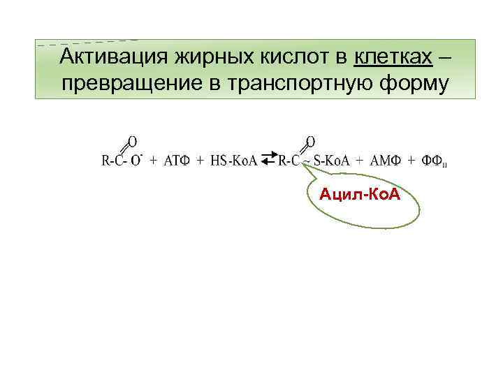 Активация жирных кислот в клетках – превращение в транспортную форму Ацил-Ко. А 