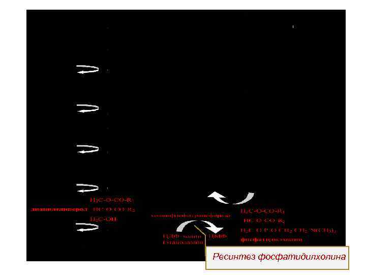 Ресинтез фосфатидилхолина 