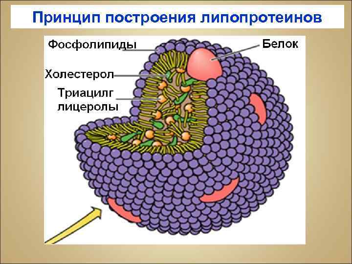 Схема строения липопротеинов