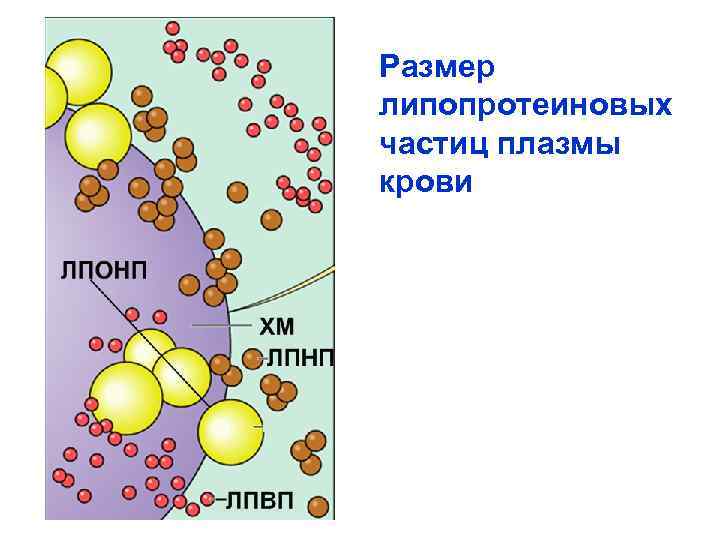 Размер липопротеиновых частиц плазмы крови 