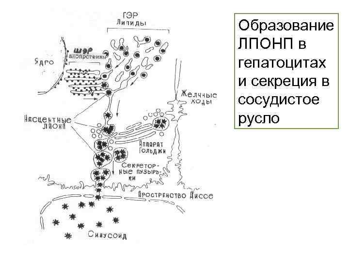 Образование ЛПОНП в гепатоцитах и секреция в сосудистое русло 