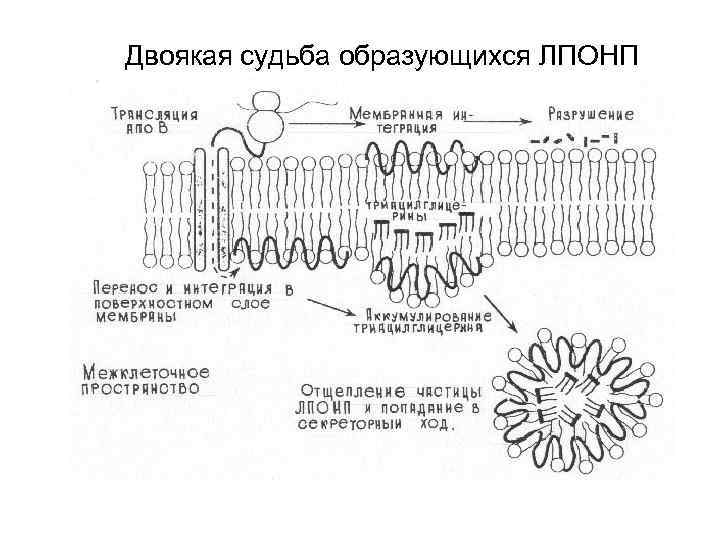 Двоякая судьба образующихся ЛПОНП 