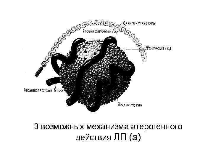 Апо русский. АПО А АПО В липопротеины. Липидный якорь. Структура АПО. ЛП строение.