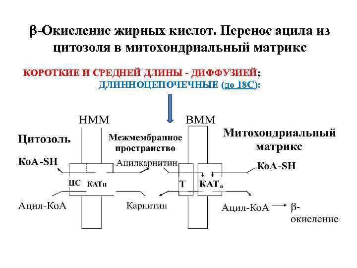  -Окисление жирных кислот. Перенос ацила из цитозоля в митохондриальный матрикс КОРОТКИЕ И СРЕДНЕЙ