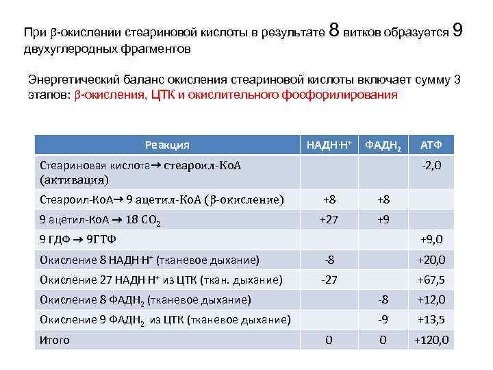 При -окислении стеариновой кислоты в результате 8 витков образуется 9 двухуглеродных фрагментов Энергетический баланс