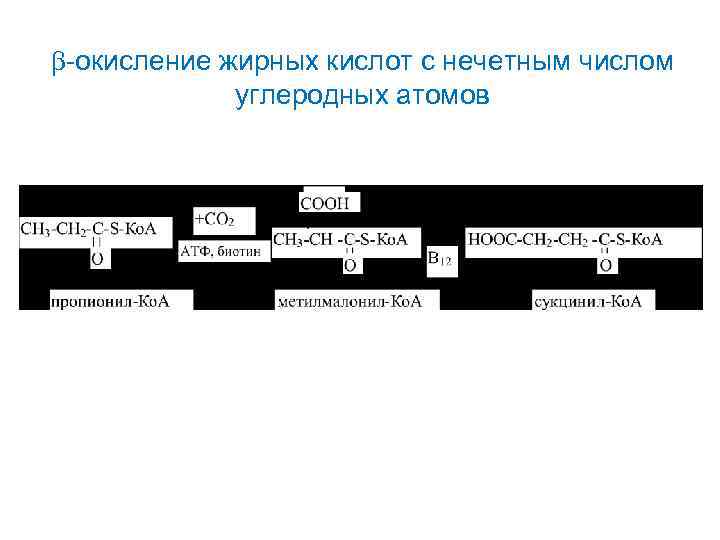  -окисление жирных кислот с нечетным числом углеродных атомов 