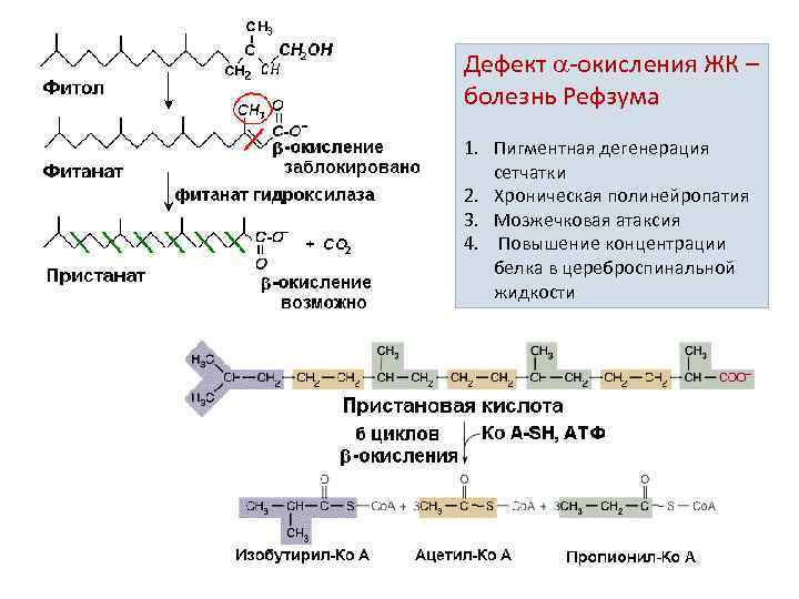 Дефект -окисления ЖК – болезнь Рефзума 1. Пигментная дегенерация сетчатки 2. Хроническая полинейропатия 3.