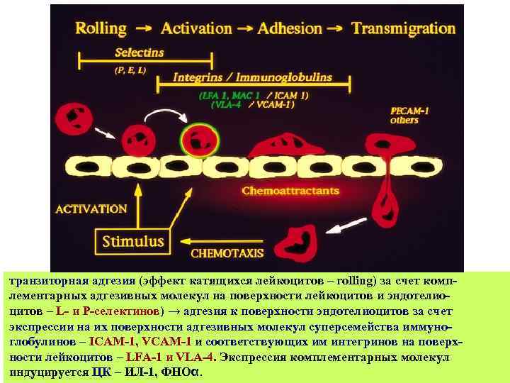 транзиторная адгезия (эффект катящихся лейкоцитов – rolling) за счет комплементарных адгезивных молекул на поверхности