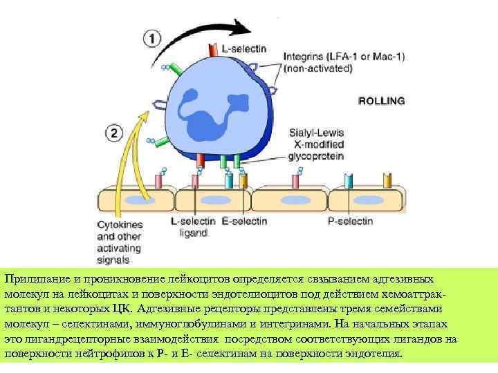 Прилипание и проникновение лейкоцитов определяется свзыванием адгезивных молекул на лейкоцитах и поверхности эндотелиоцитов под