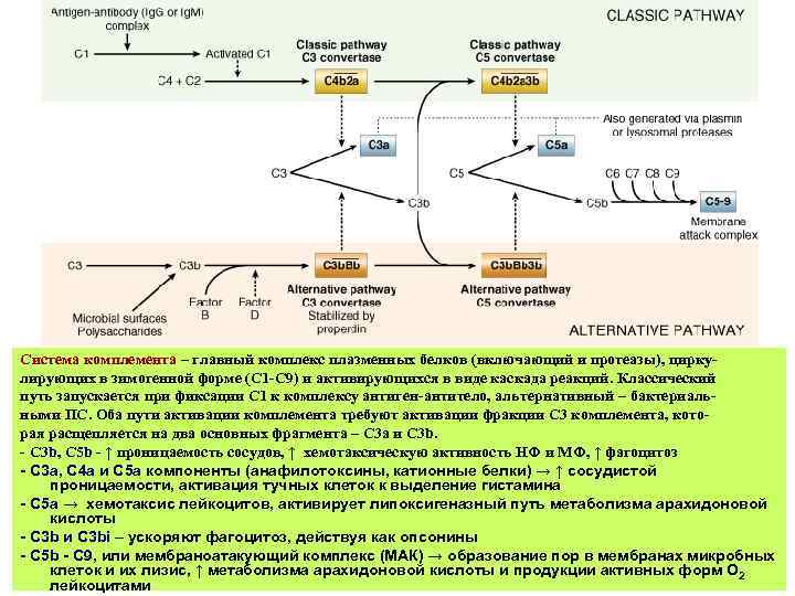 Система комплемента – главный комплекс плазменных белков (включающий и протеазы), циркулирующих в зимогенной форме