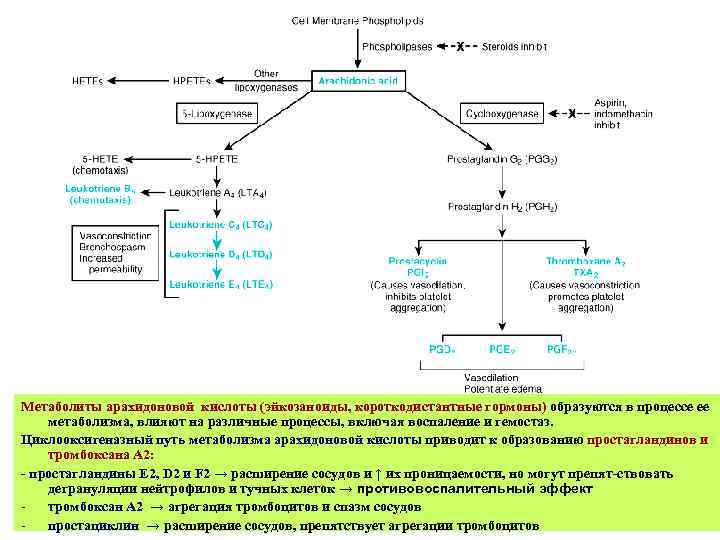 Метаболиты арахидоновой кислоты (эйкозаноиды, короткодистантные гормоны) образуются в процессе ее метаболизма, влияют на различные