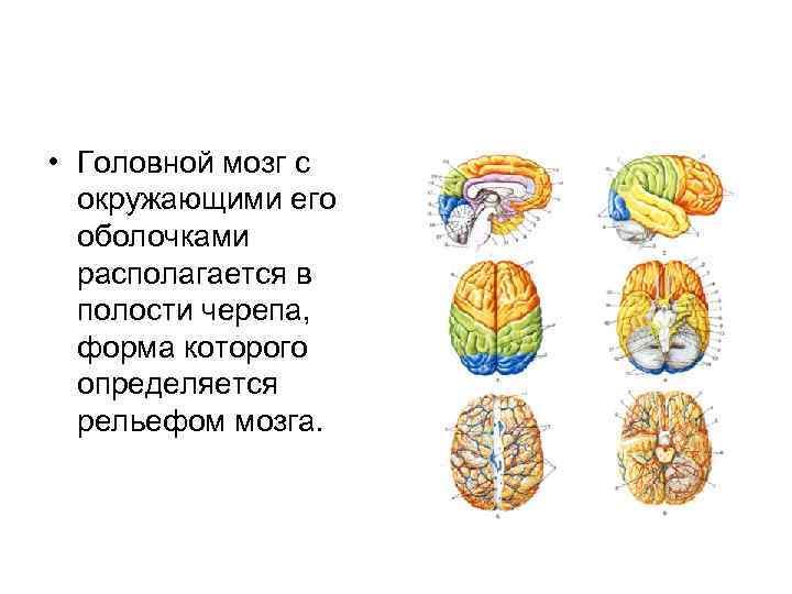  • Головной мозг с окружающими его оболочками располагается в полости черепа, форма которого