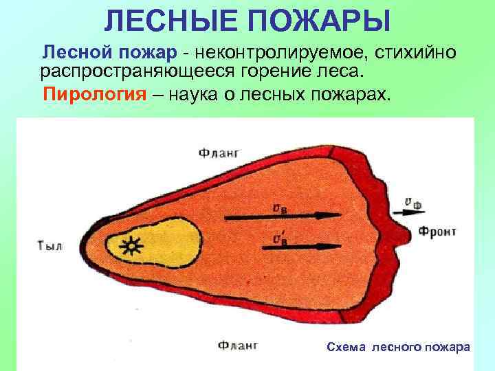 ЛЕСНЫЕ ПОЖАРЫ Лесной пожар - неконтролируемое, стихийно распространяющееся горение леса. Пирология – наука о