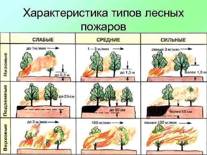 Характеристика типов лесных пожаров 