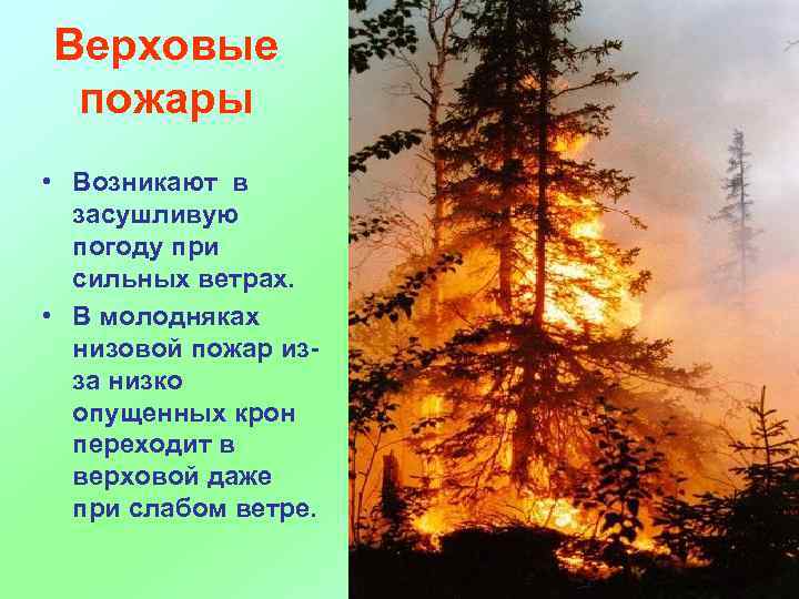 Верховые пожары • Возникают в засушливую погоду при сильных ветрах. • В молодняках низовой
