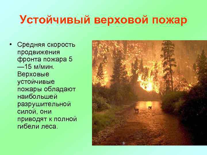 Устойчивый верховой пожар • Средняя скорость продвижения фронта пожара 5 — 15 м/мин. Верховые