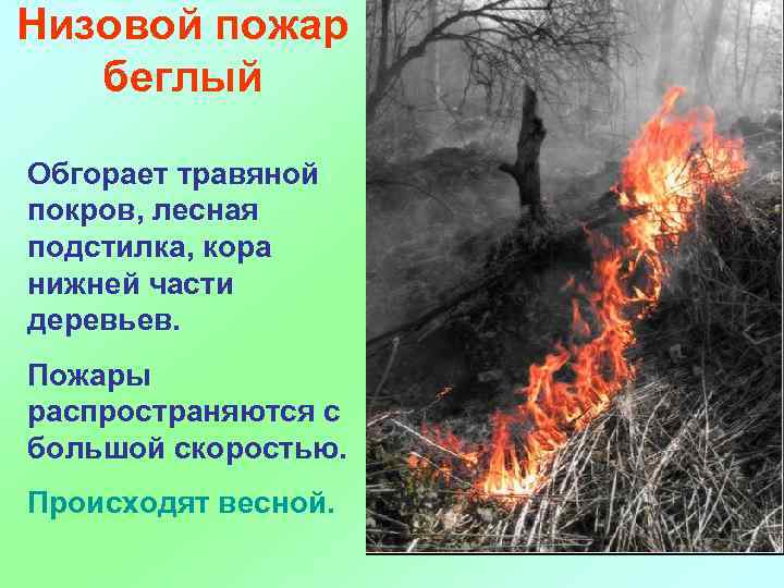 Низовой пожар беглый Обгорает травяной покров, лесная подстилка, кора нижней части деревьев. Пожары распространяются