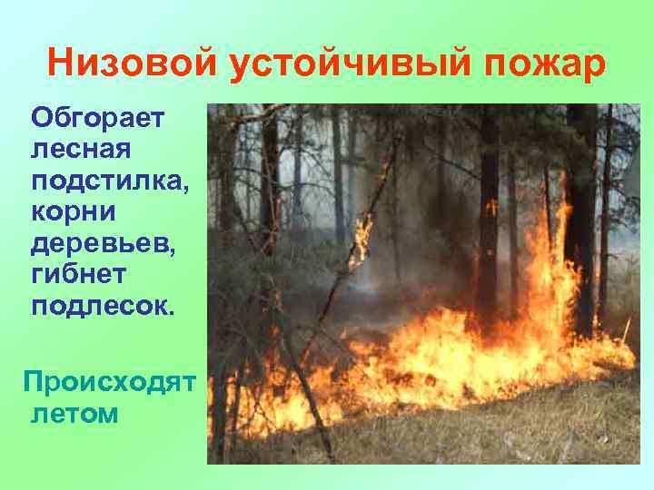 Низовой устойчивый пожар Обгорает лесная подстилка, корни деревьев, гибнет подлесок. Происходят летом 