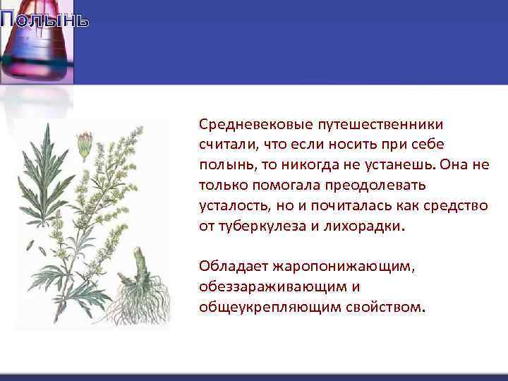 Полынь Средневековые путешественники считали, что если носить при себе полынь, то никогда не устанешь.