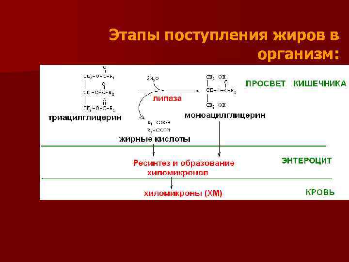 Этапы поступления жиров в организм: 