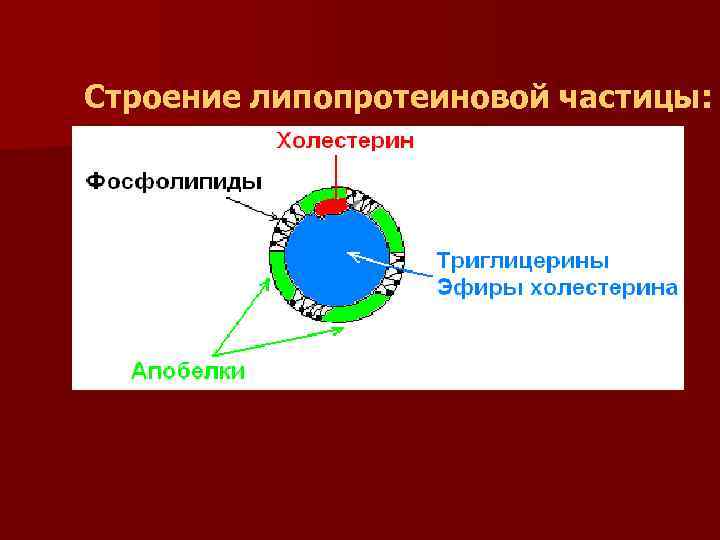 Строение липопротеиновой частицы: 
