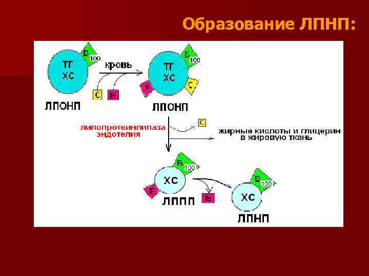 Образование ЛПНП: 