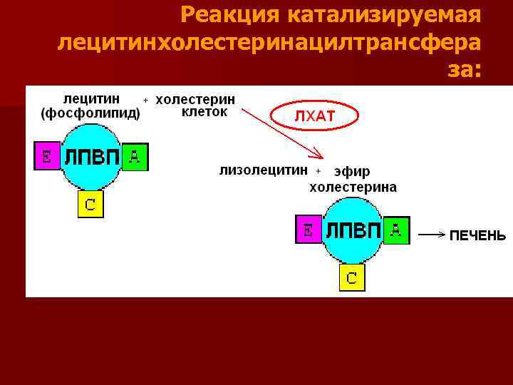 Реакция катализируемая лецитинхолестеринацилтрансфера за: 
