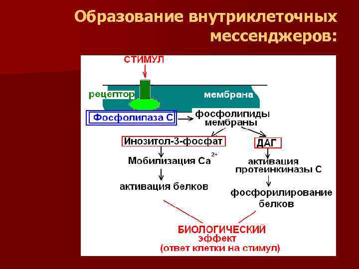 Образование внутриклеточных мессенджеров: 