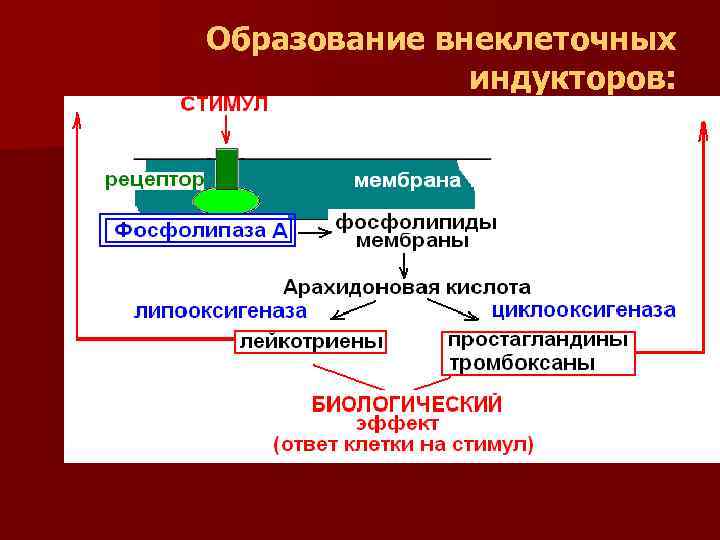 Образование внеклеточных индукторов: 