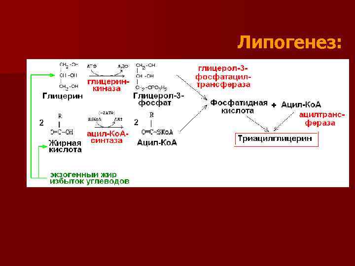 Липогенез