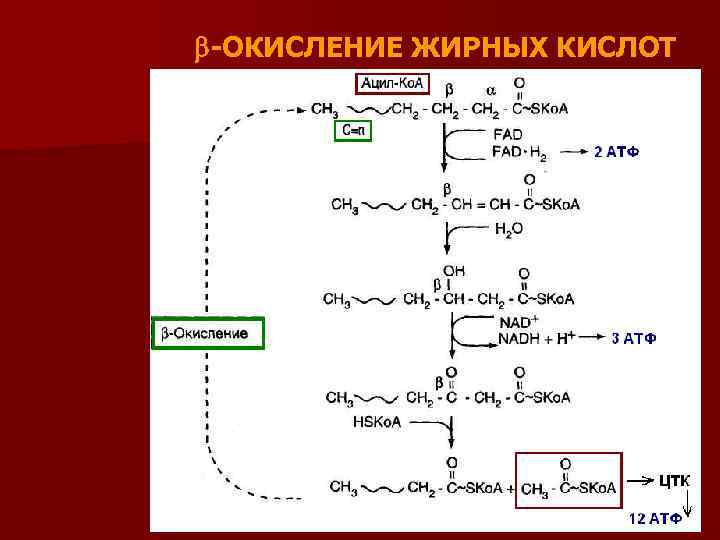 Нарушение бета окисления жирных кислот клинические рекомендации