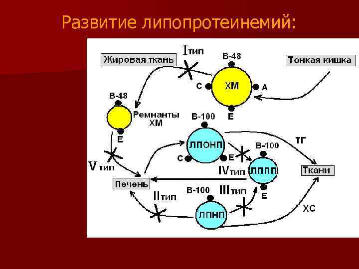 Развитие липопротеинемий: 