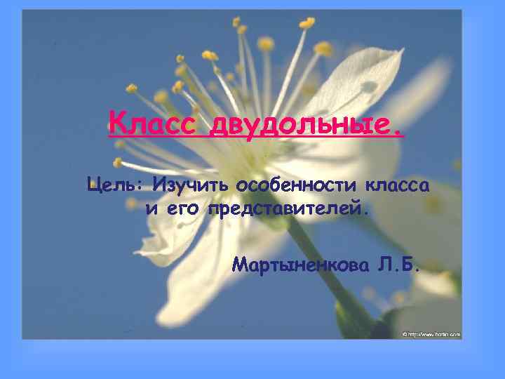 Класс двудольные. Цель: Изучить особенности класса и его представителей. Мартыненкова Л. Б. 