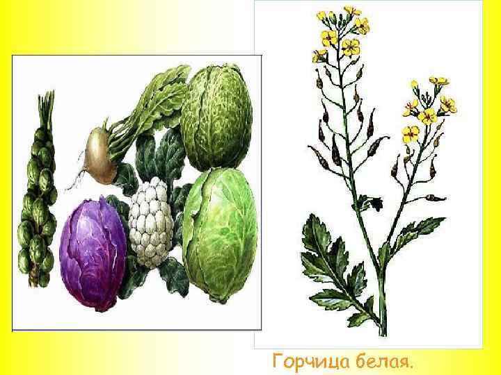 Горчица белая. 