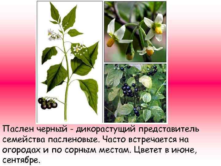Паслен черный - дикорастущий представитель семейства пасленовые. Часто встречается на огородах и по сорным