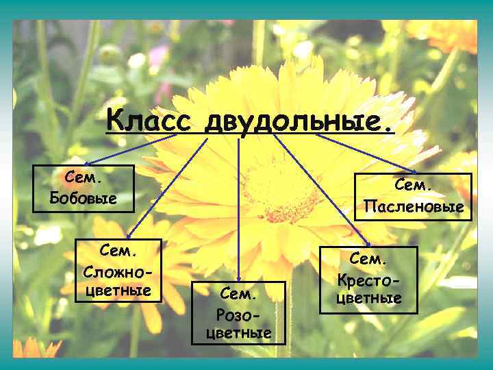 Класс двудольные. Сем. Бобовые Сем. Сложноцветные Сем. Пасленовые Сем. Розоцветные Сем. Крестоцветные 