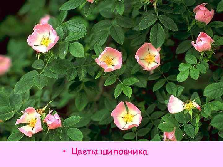  • Цветы шиповника. 