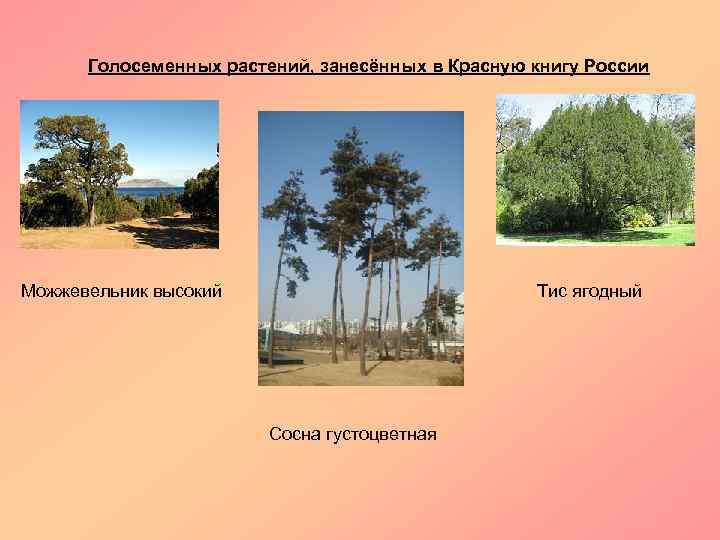 Голосеменных растений, занесённых в Красную книгу России Можжевельник высокий Тис ягодный Сосна густоцветная 