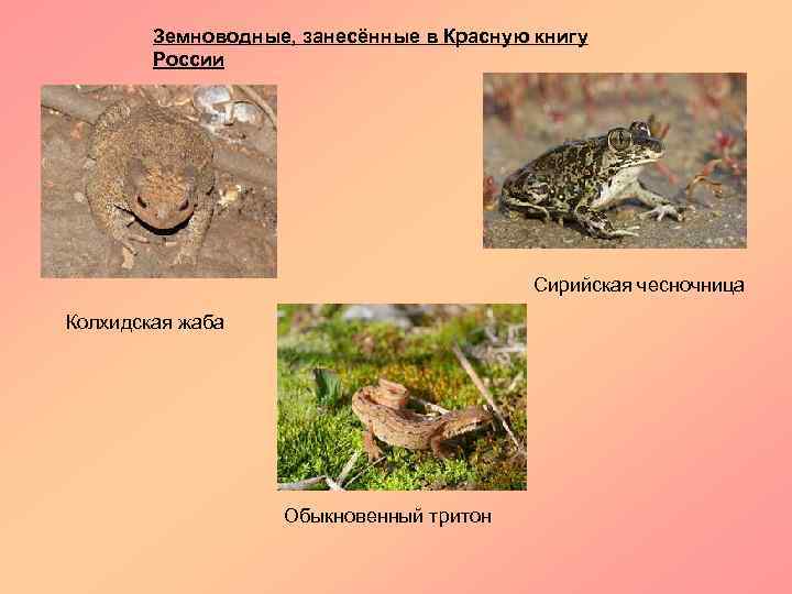 Земноводные, занесённые в Красную книгу России Сирийская чесночница Колхидская жаба Обыкновенный тритон 