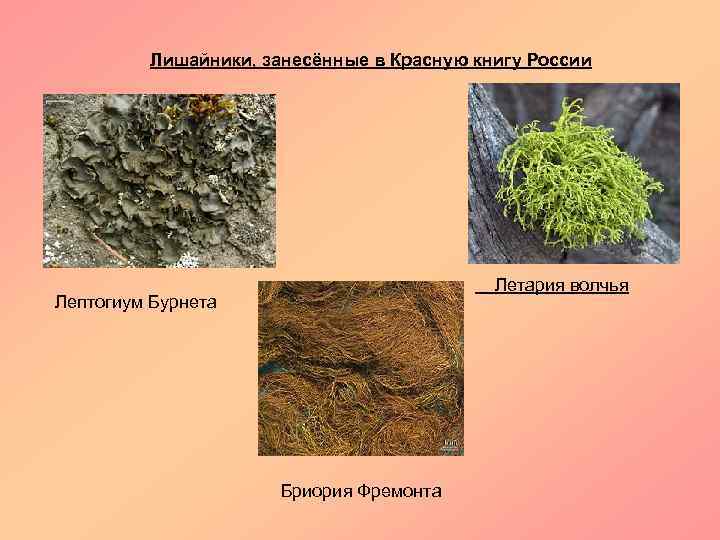 Лишайники, занесённые в Красную книгу России Летария волчья Лептогиум Бурнета Бриория Фремонта 