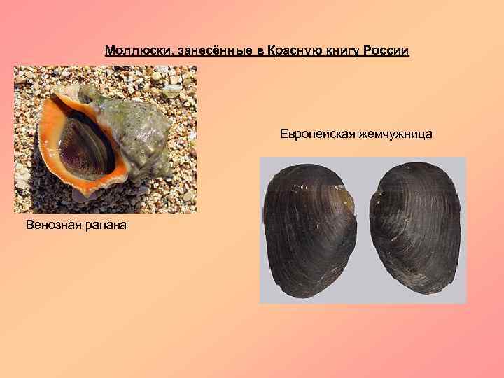 Моллюски, занесённые в Красную книгу России Европейская жемчужница Венозная рапана 