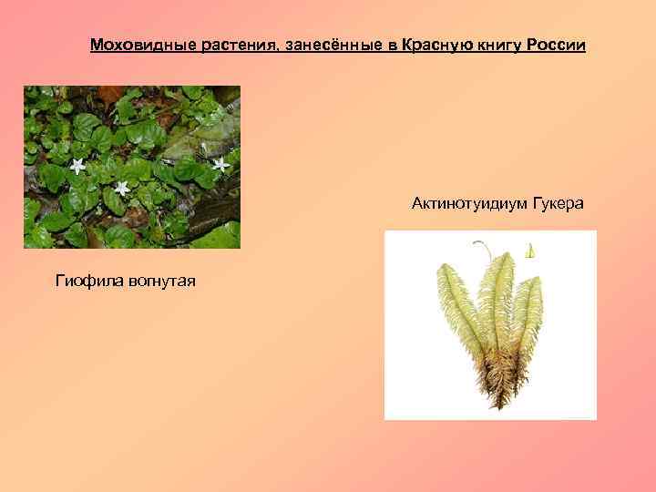 Моховидные растения, занесённые в Красную книгу России Актинотуидиум Гукера Гиофила вогнутая 