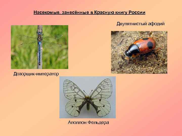 Насекомые, занесённые в Красную книгу России Двупятнистый афодий Дозорщик-император Аполлон Фельдера 